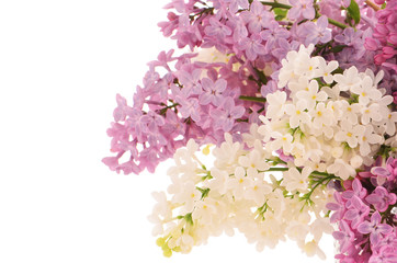 Lilacs © fotogal