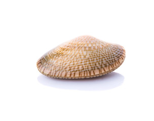 Fresh soft shell clams over white background