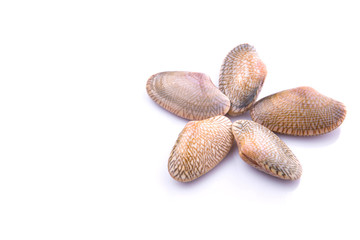 Fresh soft shell clams over white background