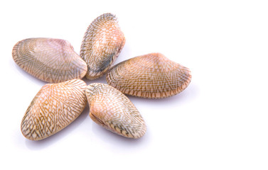Fresh soft shell clams over white background