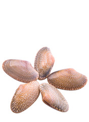 Fresh soft shell clams over white background