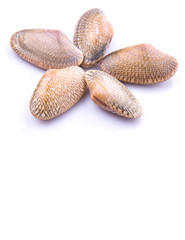 Fresh soft shell clams over white background