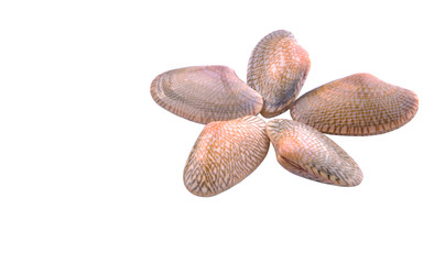 Fresh soft shell clams over white background