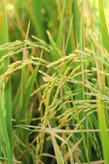Fototapeta na wymiar field of gold rice in nature