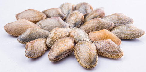 Fresh soft shell clams over white background