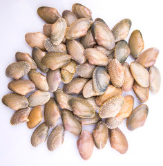 Fresh soft shell clams over white background