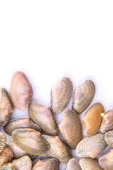 Fresh soft shell clams over white background