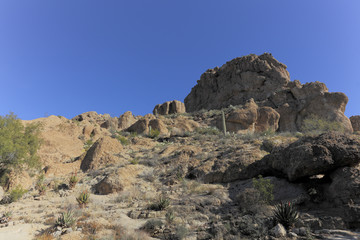 Fototapeta na wymiar Sonoran Upland Natural Area, AZ