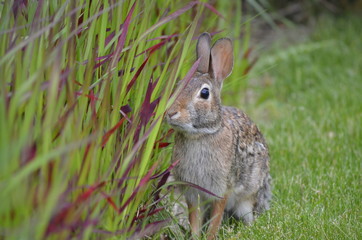 Rabbit in the garden grasses