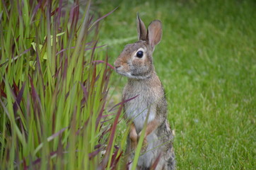 Rabbit investigating the ornamental grass