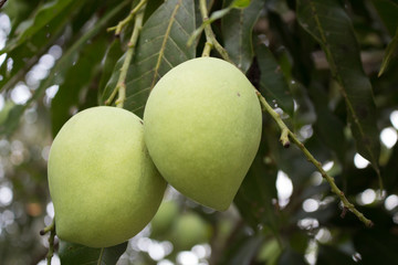 mango fruit