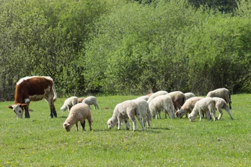 Papier Peint photo Lavable Vache Vache et mouton