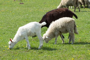Goat and sheep © tempisch