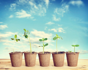 Obraz premium Pots with seedlings stand in a line against blue sky