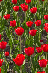 Obraz premium Tulips in a town