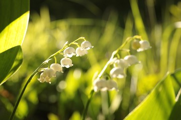 Lily of the valley in the forest