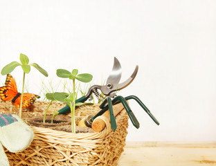 Garden tools and seedlings in a wicker basket