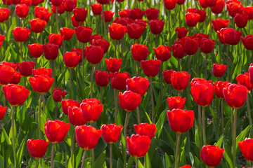 Fototapeta premium Tulips