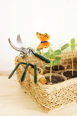 Garden tools with seedlings in a wicker basket
