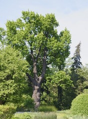 huge oak tree in park