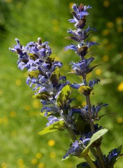 bugleweed plants with lila flowers