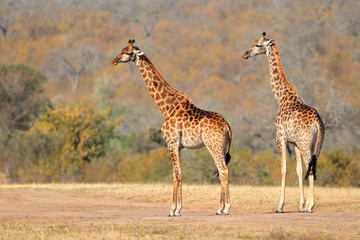 Two giraffes in the African savanna