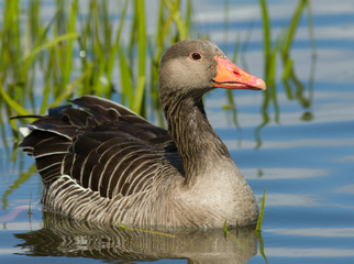 Greylag Goose