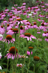 Purple Cone Flowers
