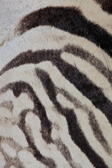 Zebra skin background
