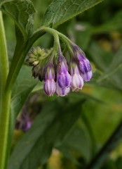 comfrey herb in blossom