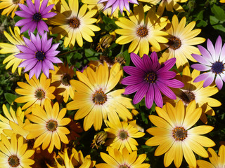 Fototapeta premium daisy