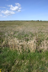 Suche źdźbła trawy na łące © profit111