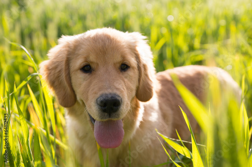 Cucciolo di golden retriever con la lingua fuori