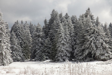 snow covered trees in the Bolu mountains