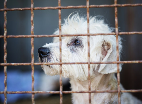 Dog in cage
