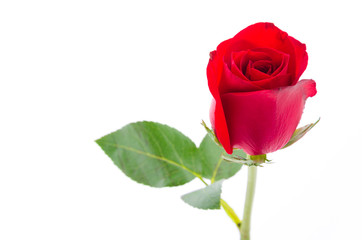 Red rose