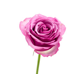 Pink rose isolated on white