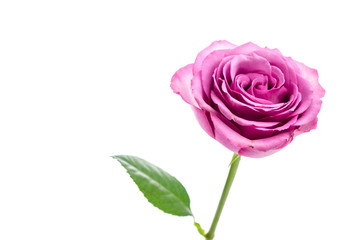 Pink rose isolated on white