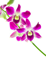 Orchind isolated white background