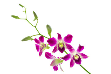 Orchind isolated white background