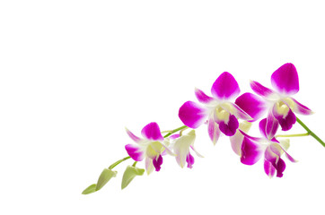 Fototapeta na wymiar Fioletowy kwiat orchidei wyizolowanych białym tle