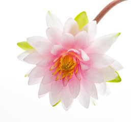 Fototapeta premium Lotus flower isolated white background