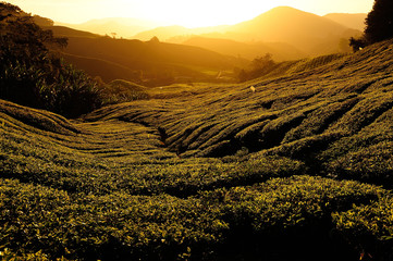 Tea Plantations at Cameron Highlands, Malaysia