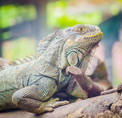 Iguana
