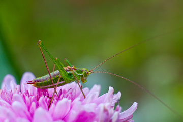 Grasshopper on the flower