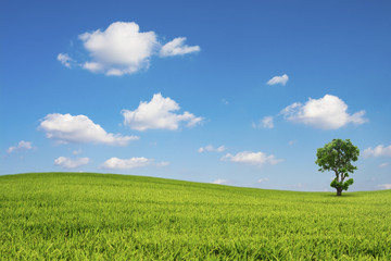 Green field and tree with blue sky cloud