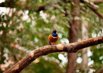  Superb Starling (Lamprotornis superbus)