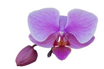 Beautiful Purple Orchid On White Background