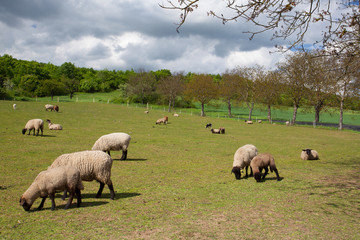 The herd of sheep on spring meadow