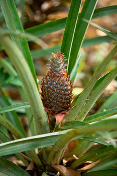 Pineapple on bush